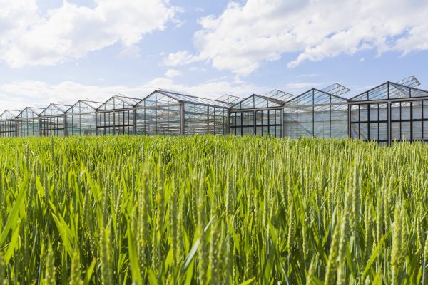 Germany, Baden-Wuerttemberg, Fellbach, wheatfield and greenhouses