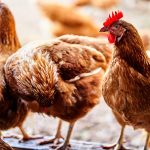 Insects as ingredients in poultry feed have benefits for meat quality and antibiotic resistance