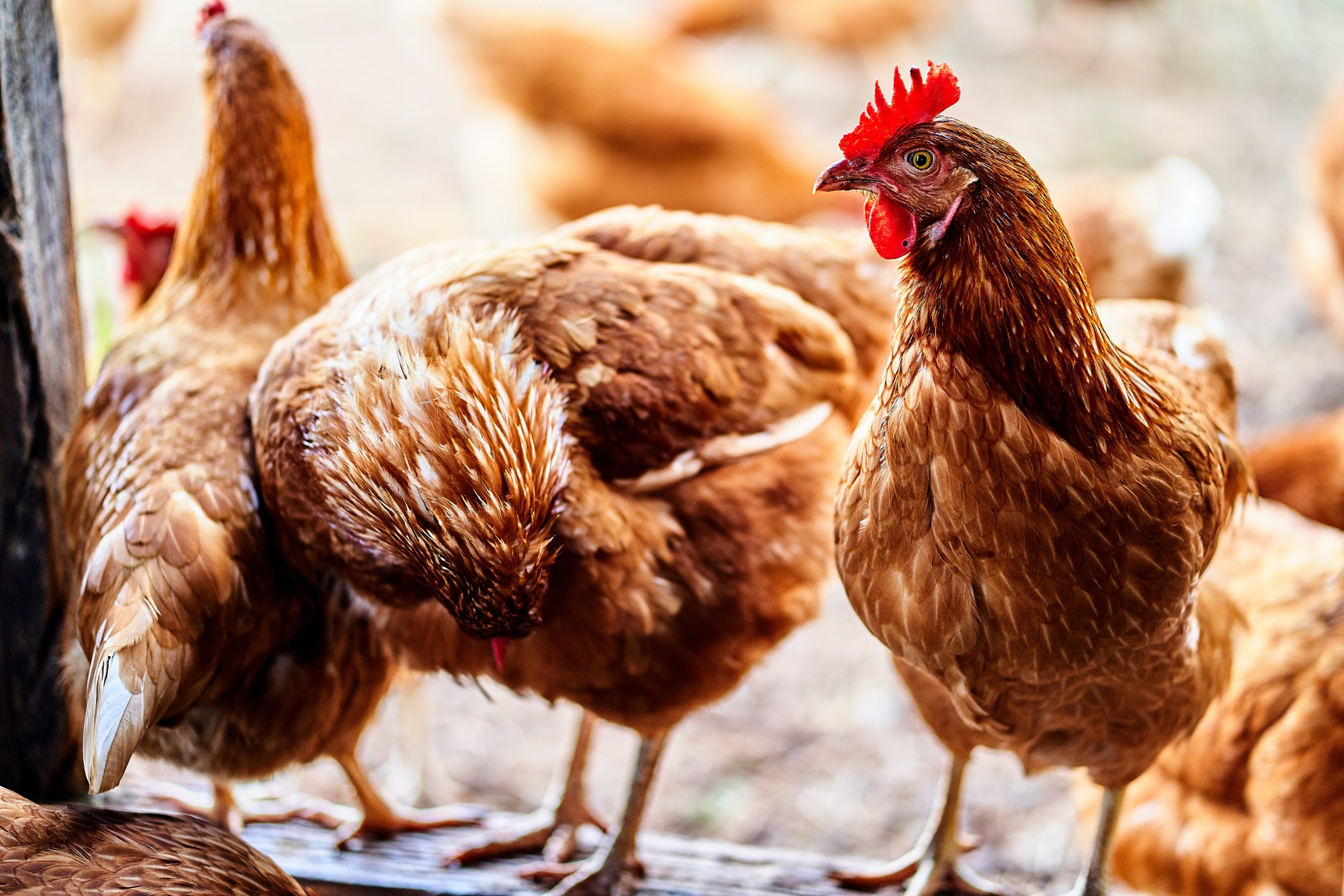 Read more about the article Insects as ingredients in poultry feed have benefits for meat quality and antibiotic resistance