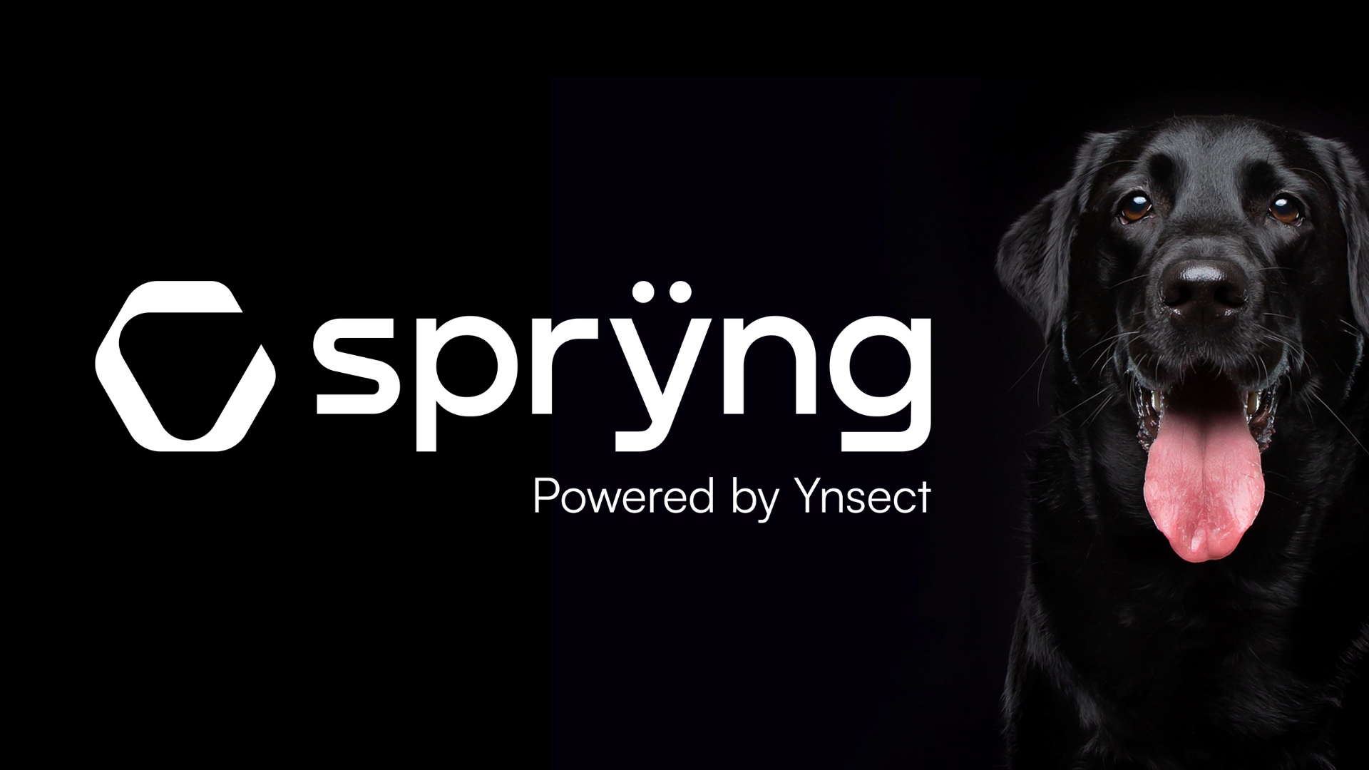Read more about the article Ÿnsect launches Sprÿng: a Sustainable Insect-Based B2B2C Brand for the Pet Food Market
