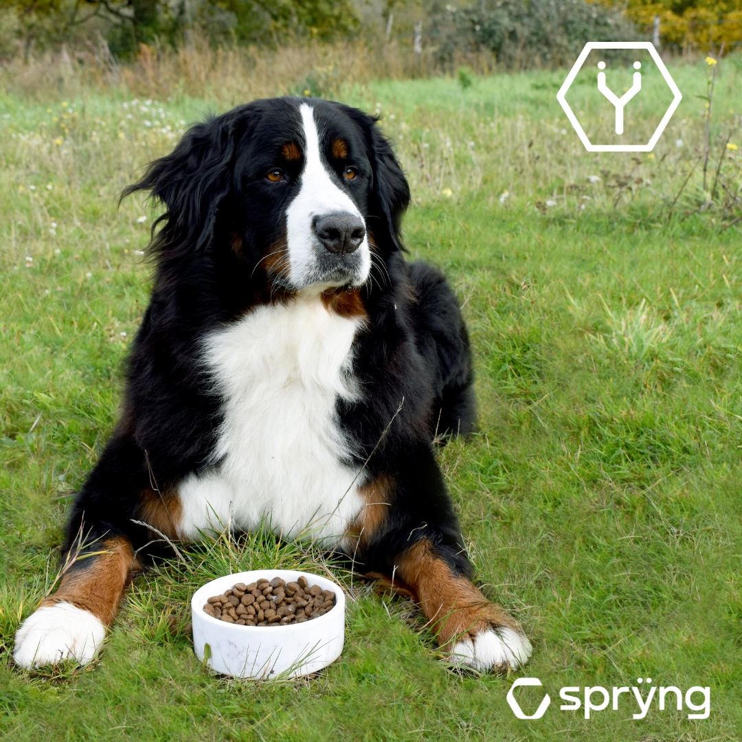 Ynsect AAFCO Spryng PetFood Authorization US